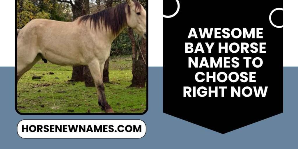 Awesome Bay Horse Names To Choose Right Now