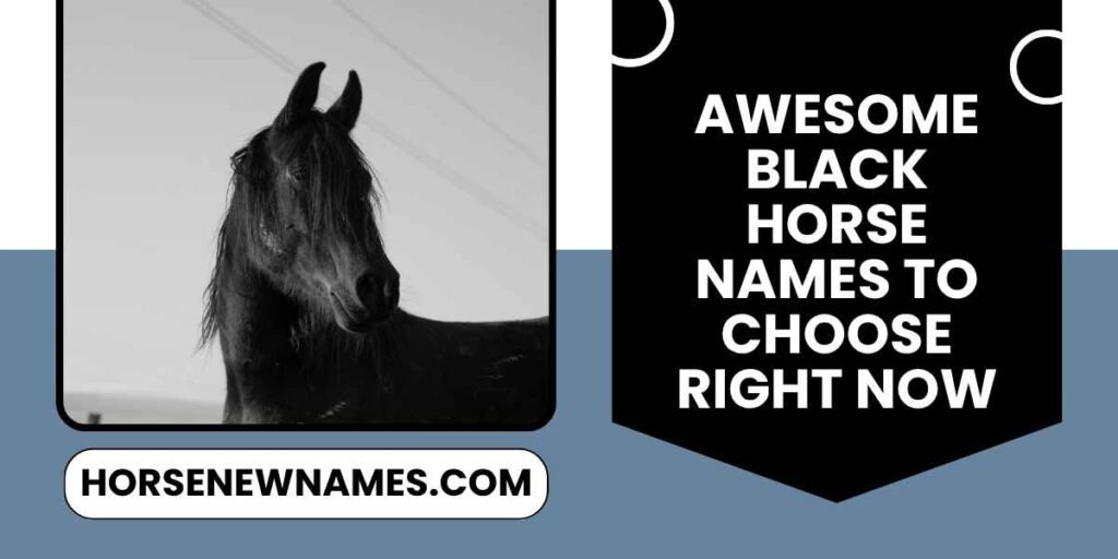 Awesome Black Horse Names To Choose Right Now
