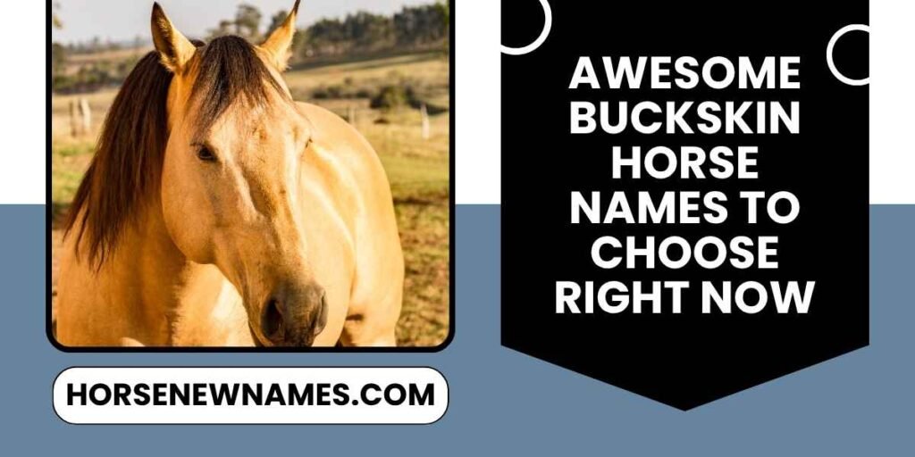 Awesome Buckskin Horse Names To Choose Right Now