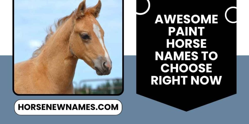 Awesome Paint Horse Names To Choose Right Now
