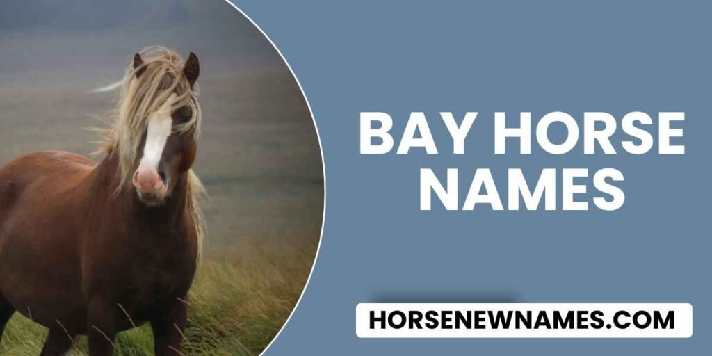 Bay Horse Names