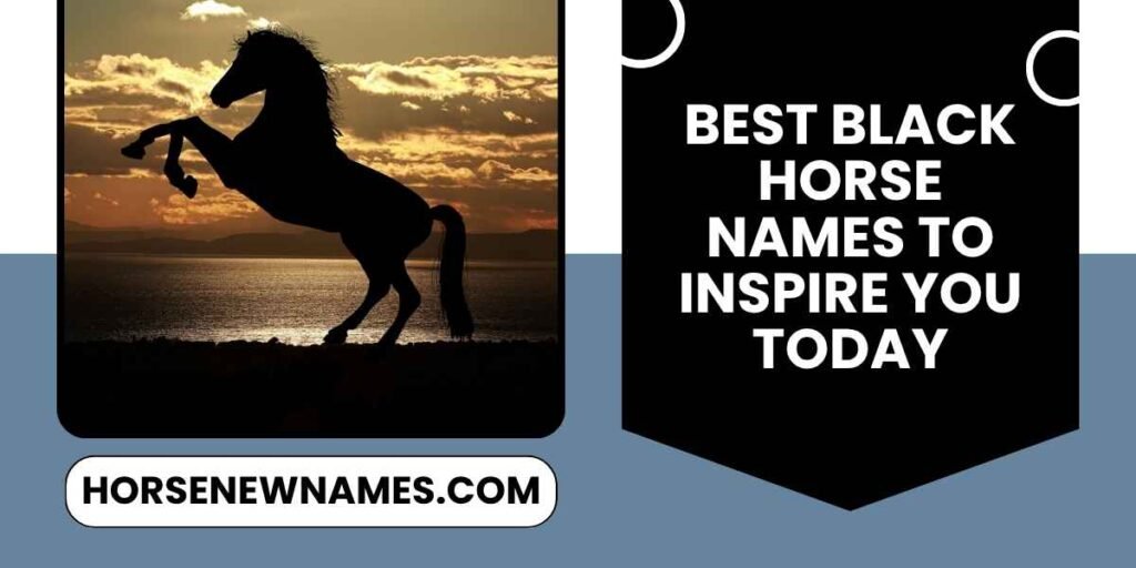 Best Black Horse Names To Inspire You Today