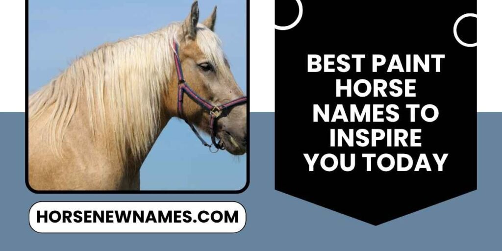 Best Paint Horse Names To Inspire You Today