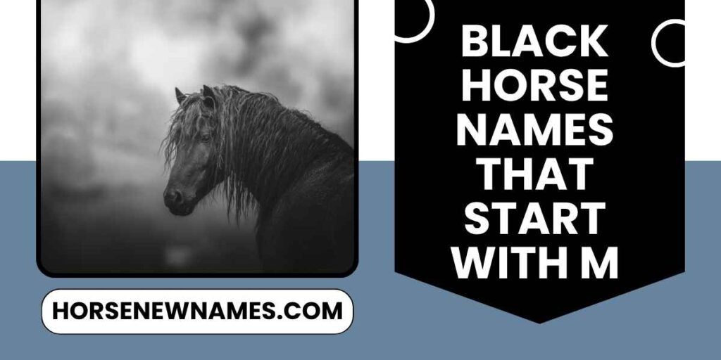 Black Horse Names That Start With M
