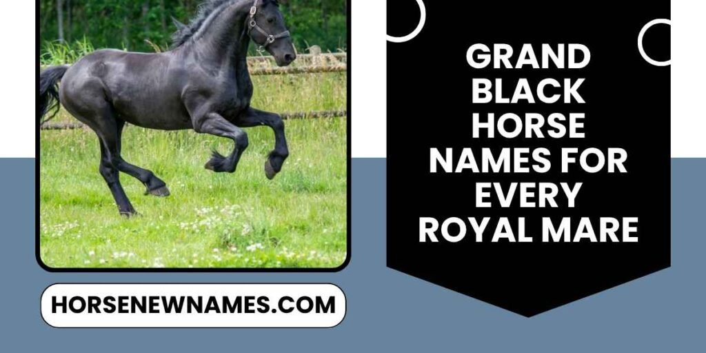 Grand Black Horse Names For Every Royal Mare