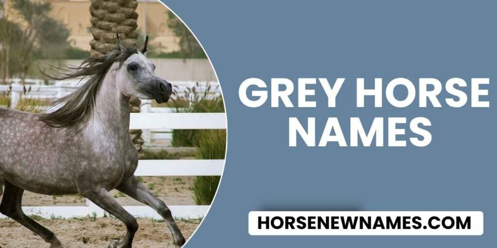 Grey Horse Names 