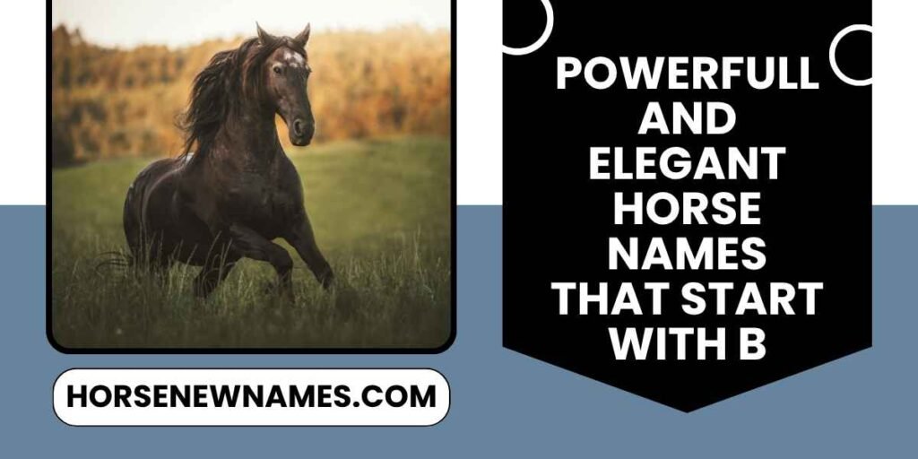 Powerful and Elegant Horse Names That Start With B