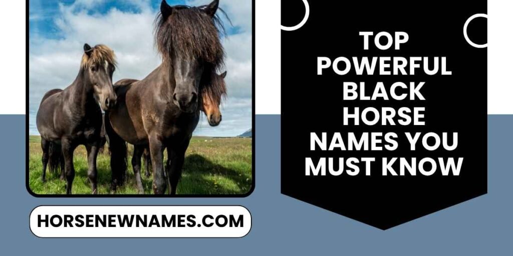 Top Powerful Black Horse Names You Must Know