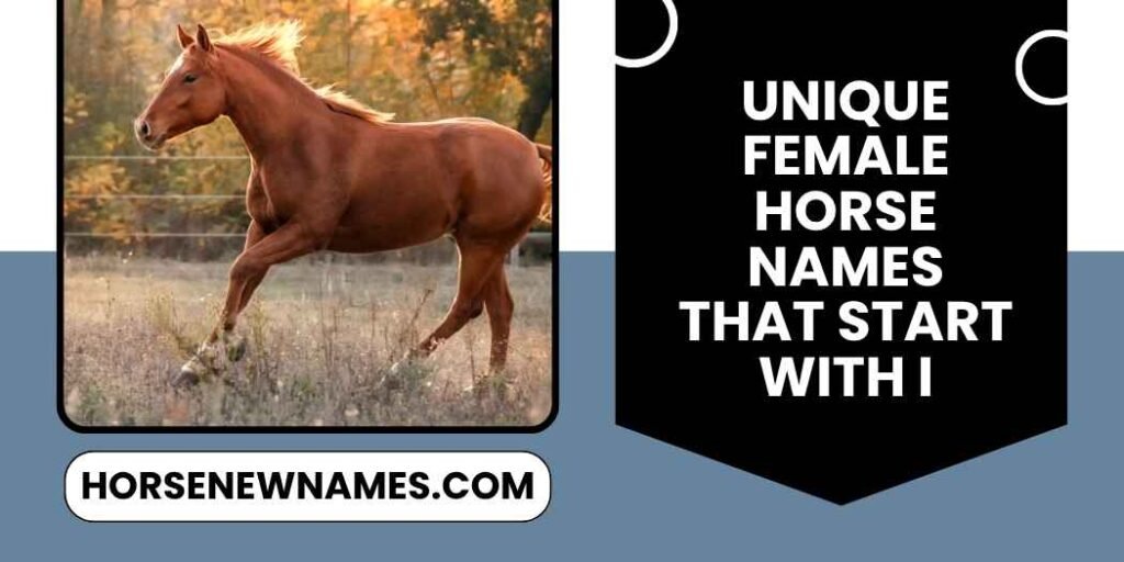 Unique Female Horse Names That Start With I