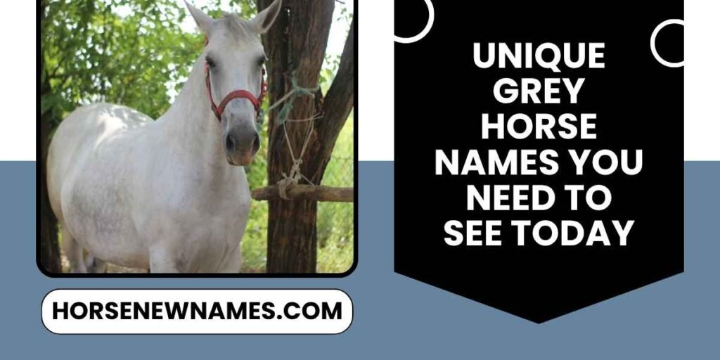 Unique Grey Horse Names You Need To See Today