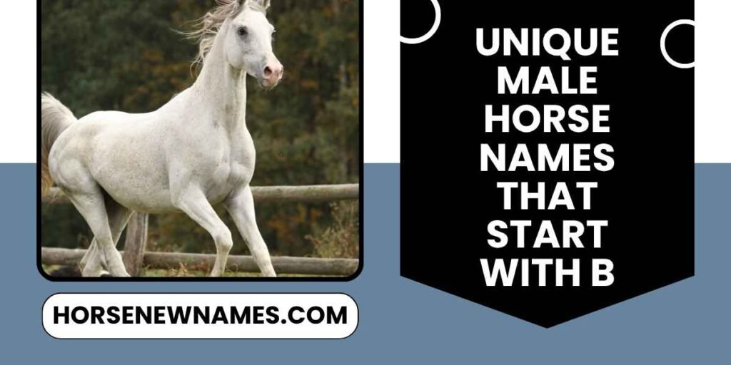Unique Male Horse Names That Start With B