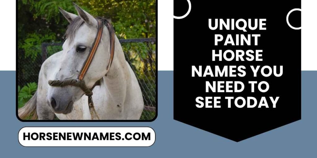 Unique Paint Horse Names You Need To See Today