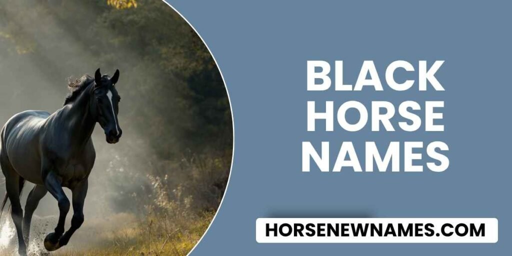 Black Horse Names