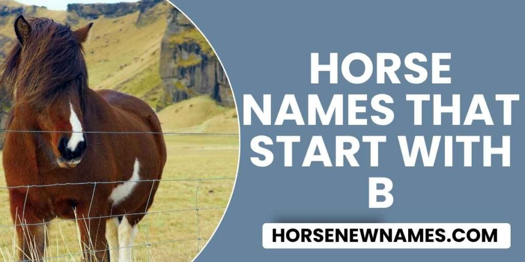 Horse Names That Start With b
